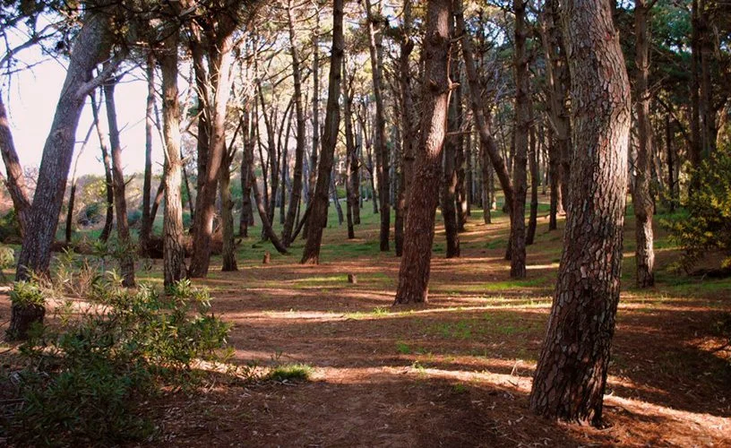 Vivero con plantas y flores